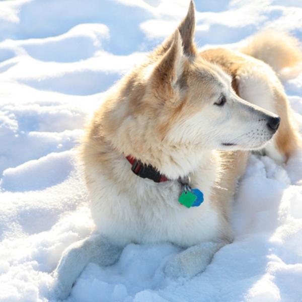 Labrador Husky